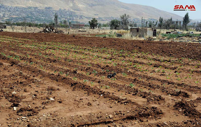 مدير زراعة ريف دمشق يوضح لـ«شام إف إم» إجراءات تعويضات العاصفة المطرية