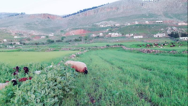 جبل الزاوية