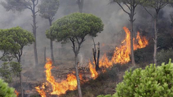 منصة الغابات تحذر من مؤشّرات خطورة الحريق