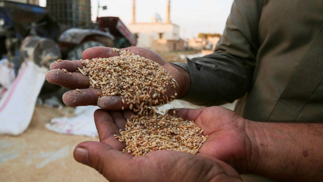 130 مليار ليرة قيمة الأقماح المصروفة للفلاحين في دير الزور