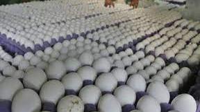 البيض اللبناني أرخص من السوري ومتوفر في الأسواق 