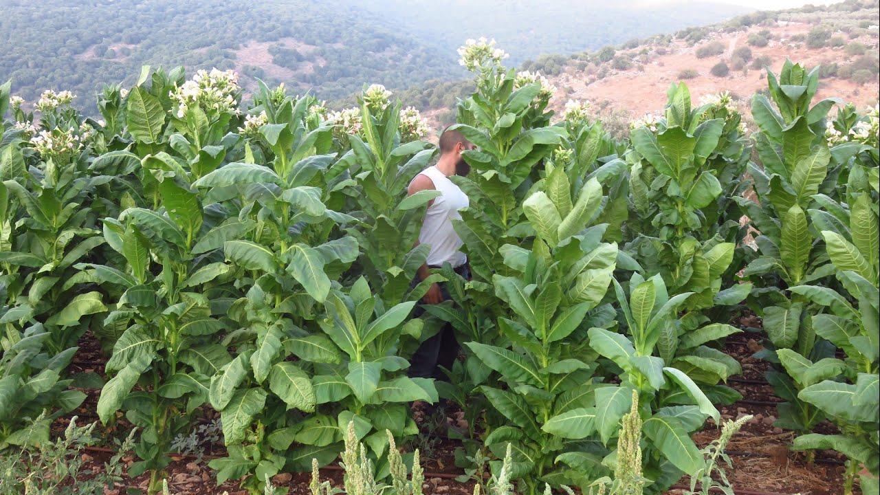40% نسبة أضرار المزروعات في اللاذقية، وأبرزها الكوسا والتبغ 