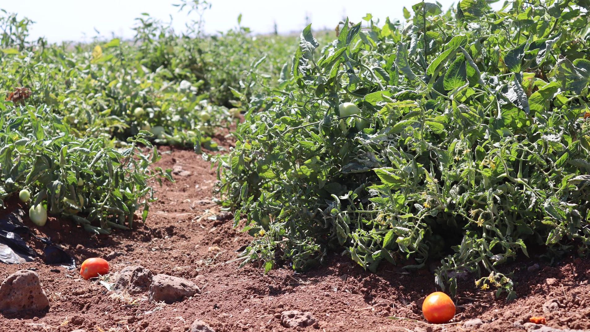 خطة زراعة البندورة في درعا تجاوزت المقرر بـ 3 آلاف هكتار