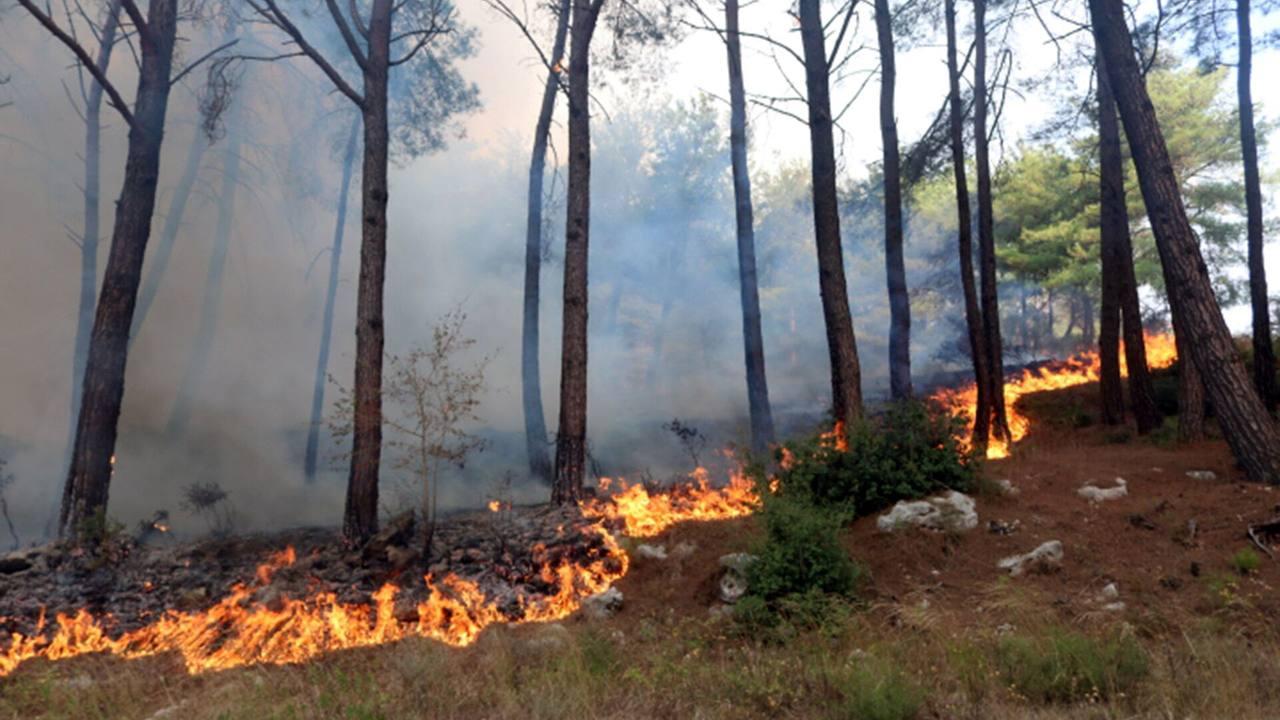 منصة الغابات ومراقبة الحرائق: ارتفاع مستويات الخطورة لغابات شمال غرب سورية