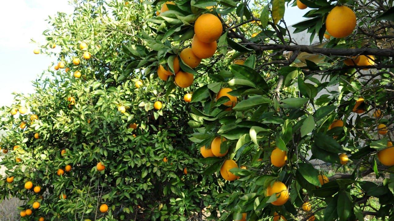 وزارتا الاقتصاد والزراعة تفتحان باب التقدم إلى برنامج الاعتمادية لتسويق محصولي الحمضيات والتفاح