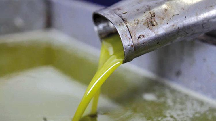 انخفاض استهلاك السوريين من زيت الزيتون أكثر من 50% لارتفاع أسعاره