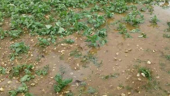 تضرر المحاصيل الزراعية في اللاذقية ومصياف نتيجة الأمطار الغزيرة وشدة البَرد