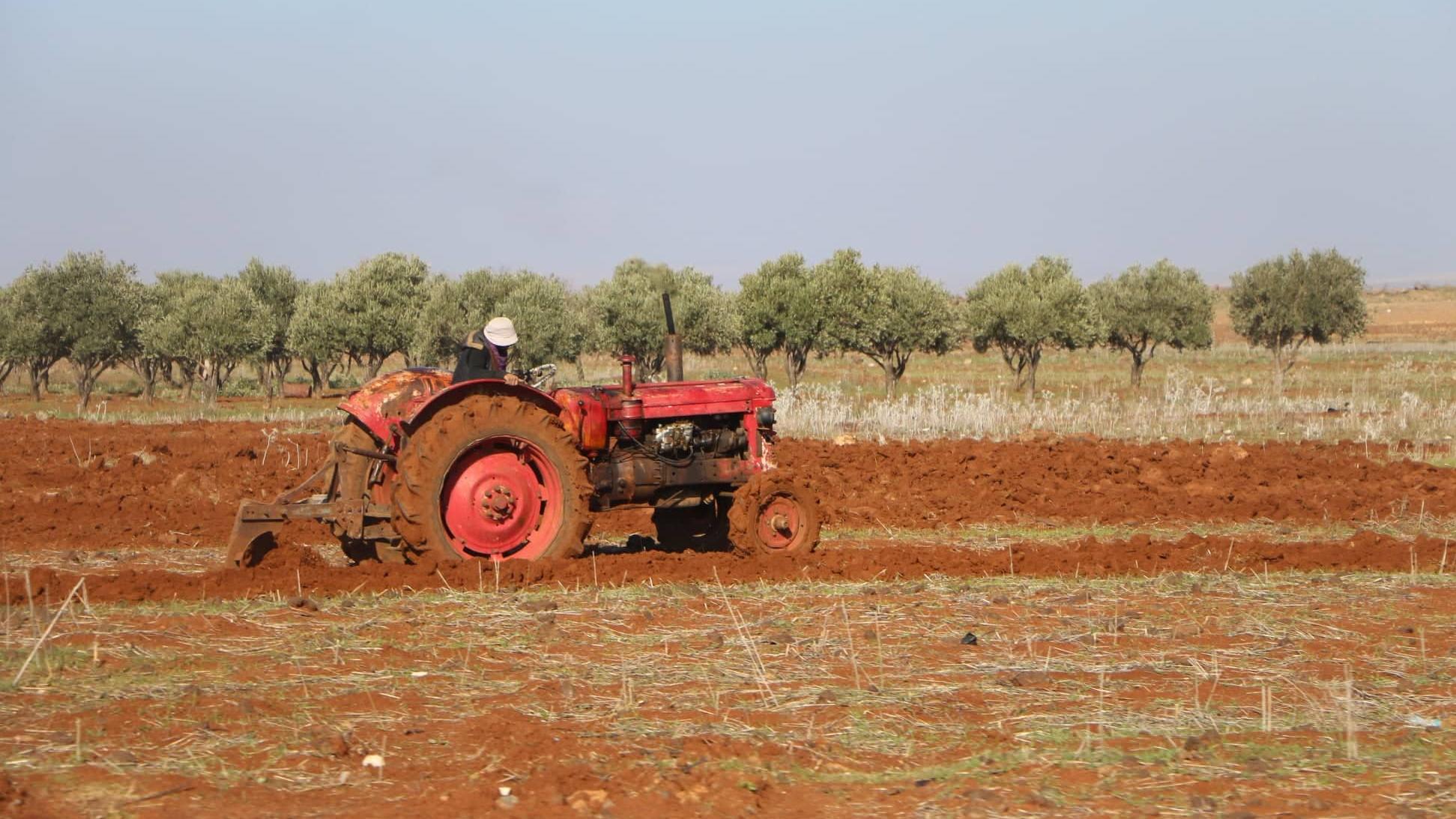 الانتهاء من حصاد أكثر من 39 ألف هكتار من الشعير في درعا
